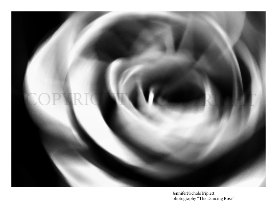 The Dancing Rose