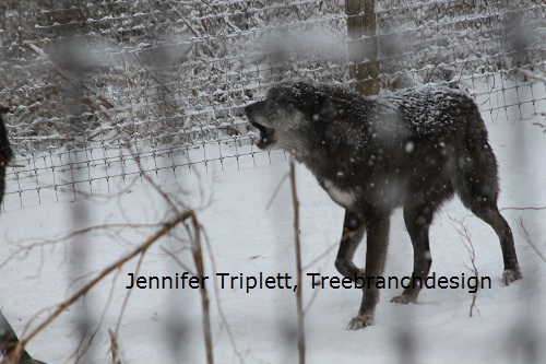 Rescued Wolves in the Snow