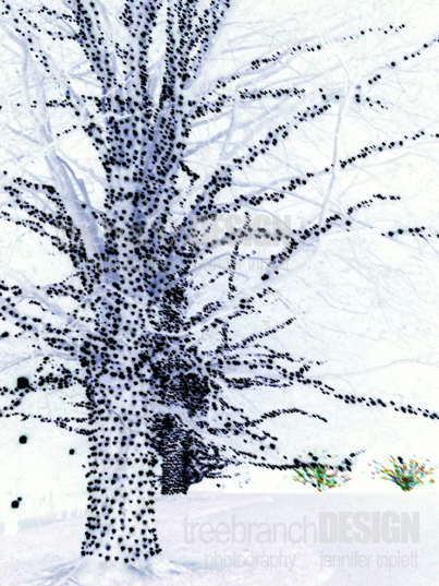 Abstracting Longwood Gardens