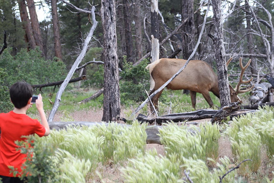 Boy taking photo of an Elk